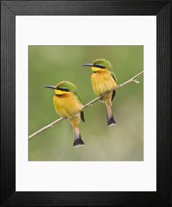 Framed Print : DDE-90022519 Framed Print : DDE-90022519
