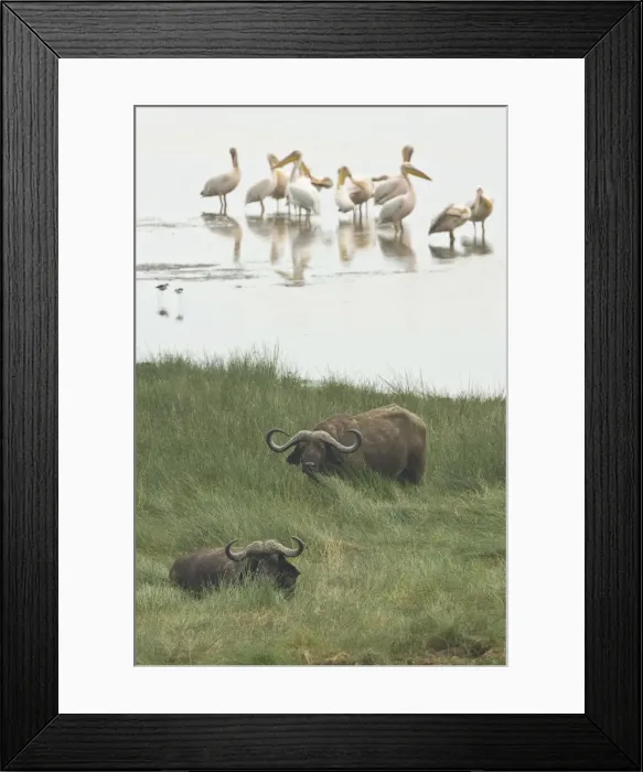 Framed Print : DDE-90022523 Framed Print : DDE-90022523