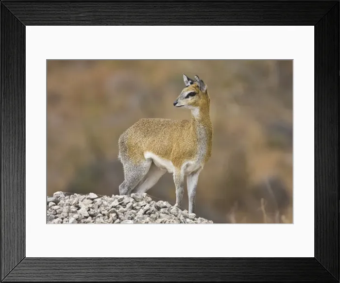Framed Print : DDE-90022522 Framed Print : DDE-90022522