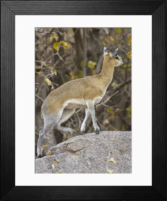 Framed Print : DDE-90022525 Framed Print : DDE-90022525
