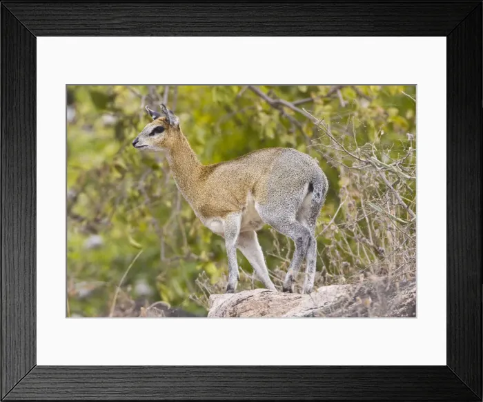 Framed Print : DDE-90022526 Framed Print : DDE-90022526