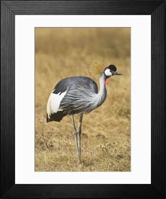 Framed Print : DDE-90022524 Framed Print : DDE-90022524