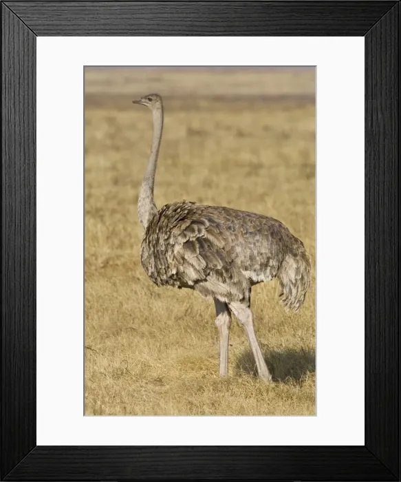 Framed Print : DDE-90022528 Framed Print : DDE-90022528