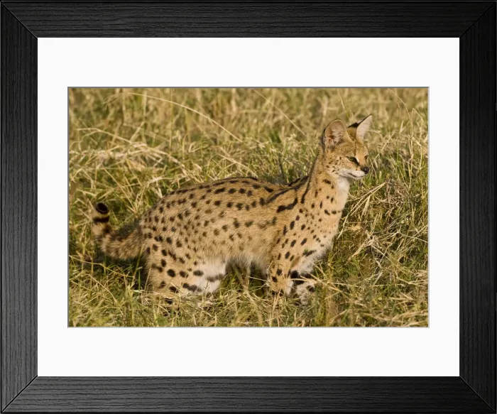 Framed Print : DDE-90022529 Framed Print : DDE-90022529