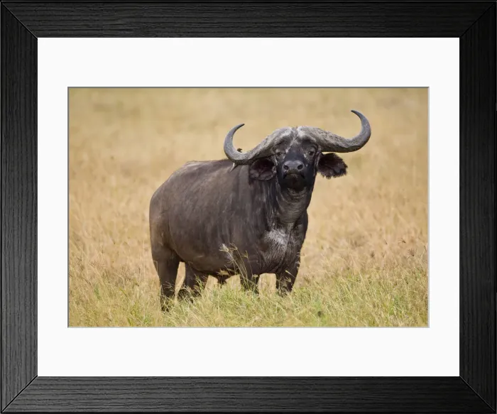Framed Print : DDE-90022530 Framed Print : DDE-90022530