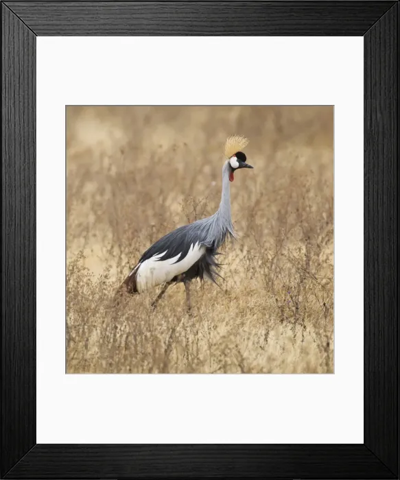 Framed Print : DDE-90022531 Framed Print : DDE-90022531