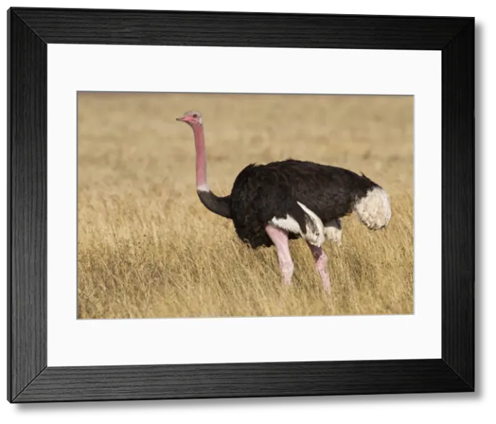 Framed Print : DDE-90022527 Framed Print : DDE-90022527