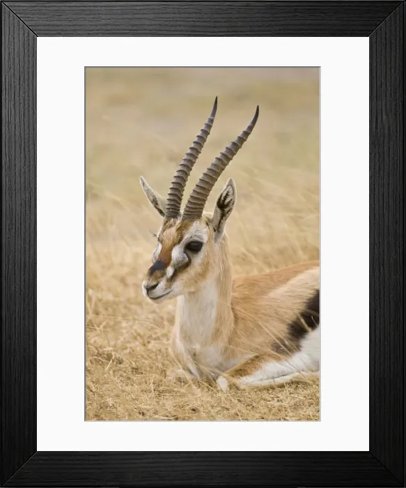 Framed Print : DDE-90022533 Framed Print : DDE-90022533