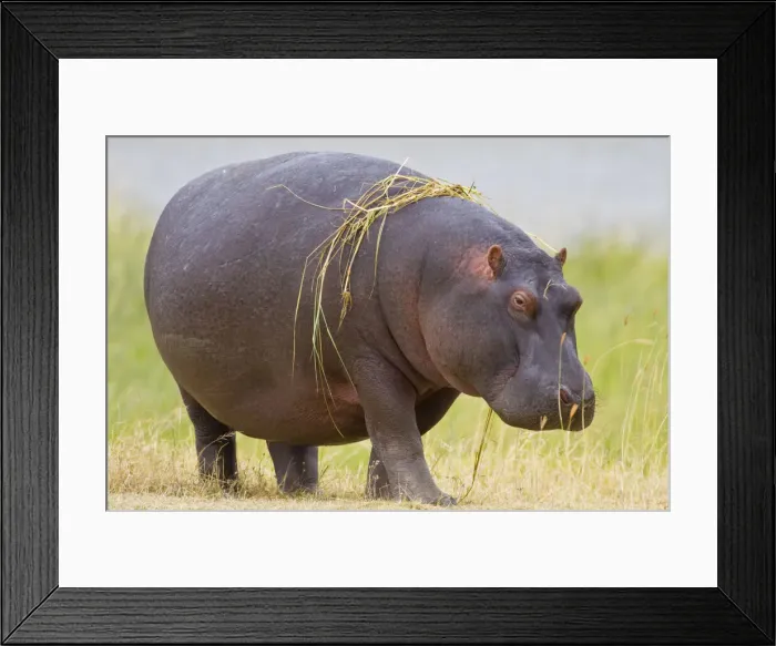Framed Print : DDE-90022534 Framed Print : DDE-90022534