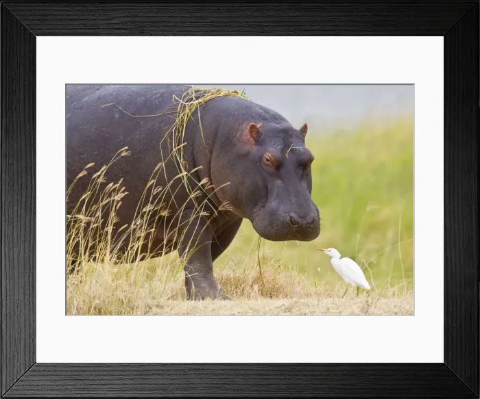 Framed Print : DDE-90022535 Framed Print : DDE-90022535