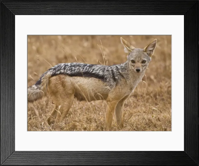 Framed Print : DDE-90022536 Framed Print : DDE-90022536
