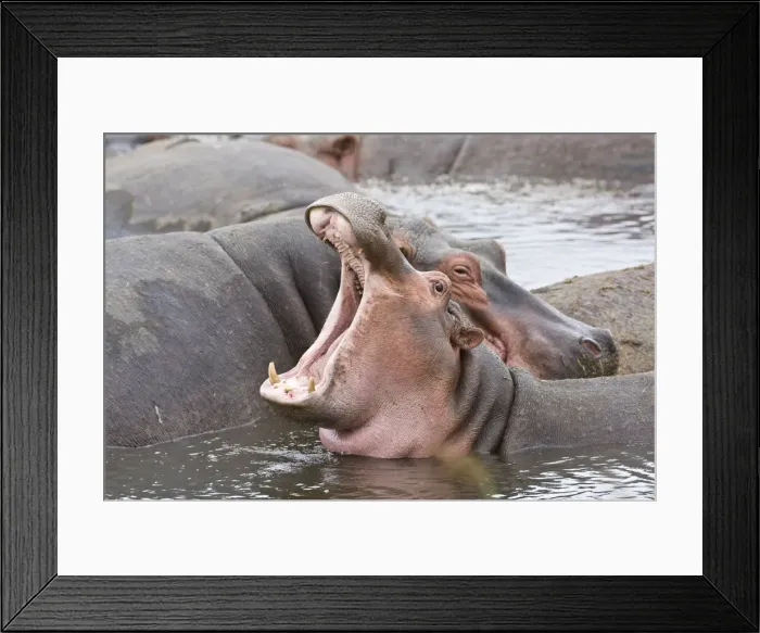 Framed Print : DDE-90022532 Framed Print : DDE-90022532