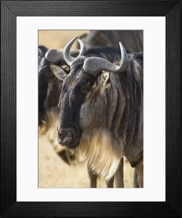 Framed Print : DDE-90022537 Framed Print : DDE-90022537