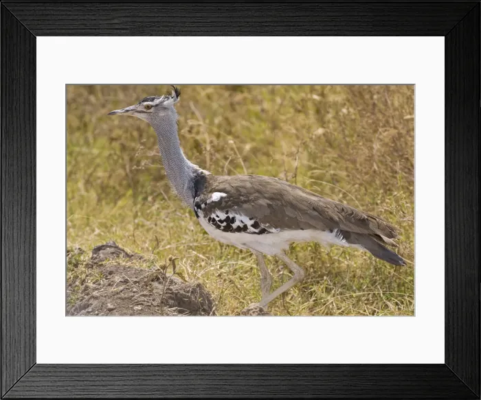 Framed Print : DDE-90022539 Framed Print : DDE-90022539