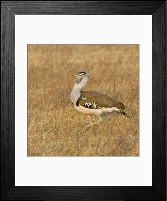 Framed Print : DDE-90022540 Framed Print : DDE-90022540