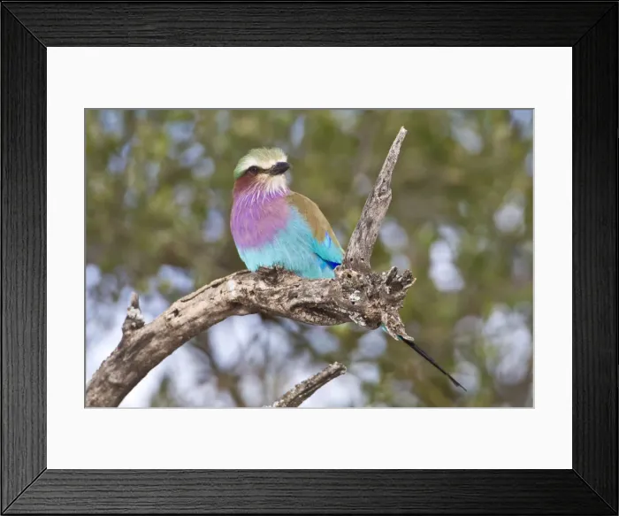 Framed Print : DDE-90022538 Framed Print : DDE-90022538