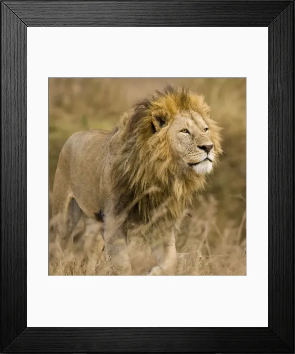 Framed Print : DDE-90022541 Framed Print : DDE-90022541