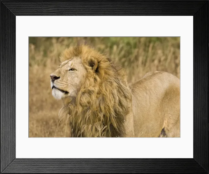 Framed Print : DDE-90022543 Framed Print : DDE-90022543