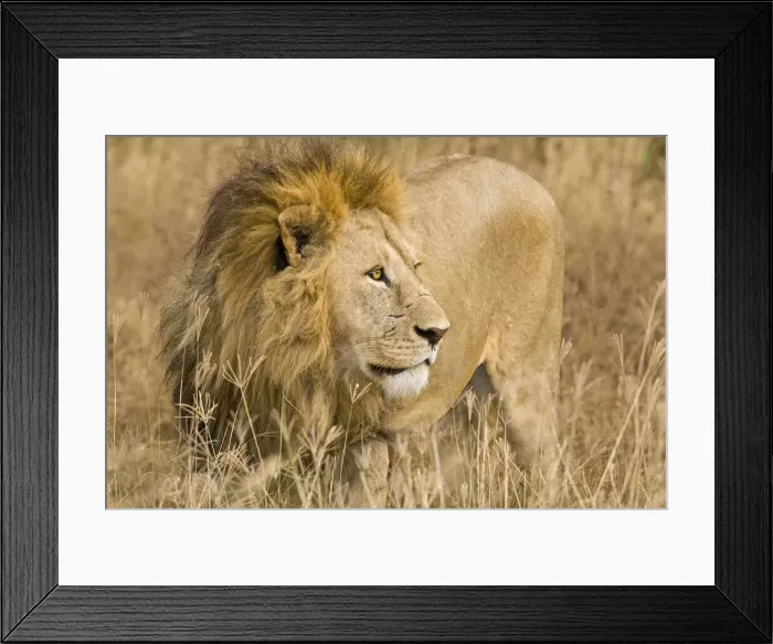 Framed Print : DDE-90022542 Framed Print : DDE-90022542