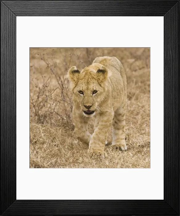 Framed Print : DDE-90022544 Framed Print : DDE-90022544
