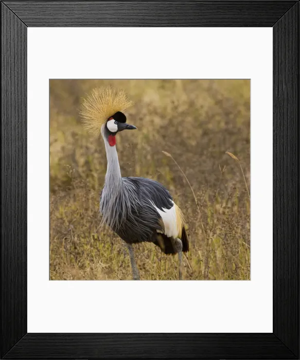 Framed Print : DDE-90022545 Framed Print : DDE-90022545