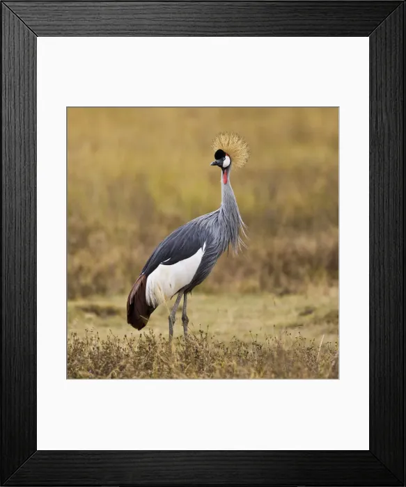 Framed Print : DDE-90022546 Framed Print : DDE-90022546