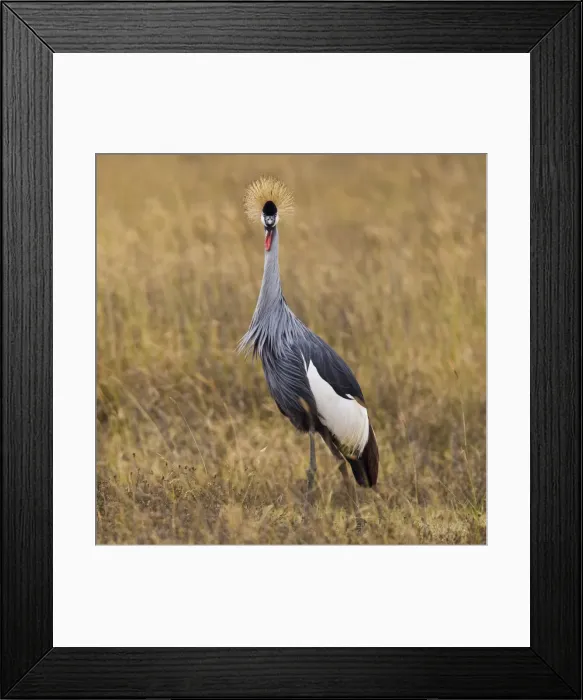 Framed Print : DDE-90022547 Framed Print : DDE-90022547
