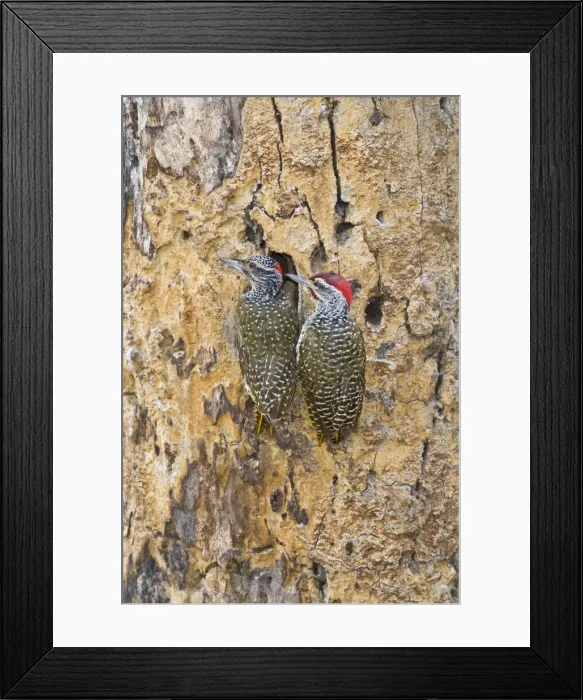 Framed Print : DDE-90022549 Framed Print : DDE-90022549