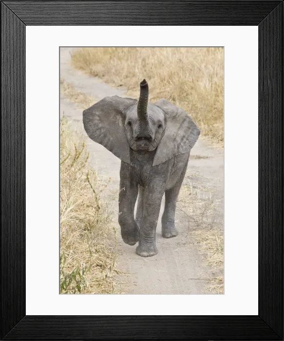 Framed Print : DDE-90022550 Framed Print : DDE-90022550
