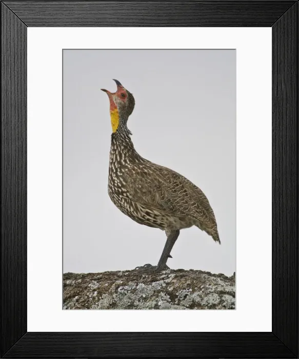 Framed Print : DDE-90022551 Framed Print : DDE-90022551