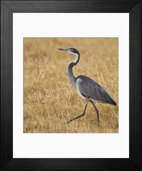 Framed Print : DDE-90022548 Framed Print : DDE-90022548
