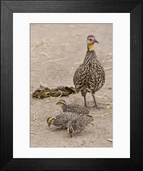 Framed Print : DDE-90022552 Framed Print : DDE-90022552