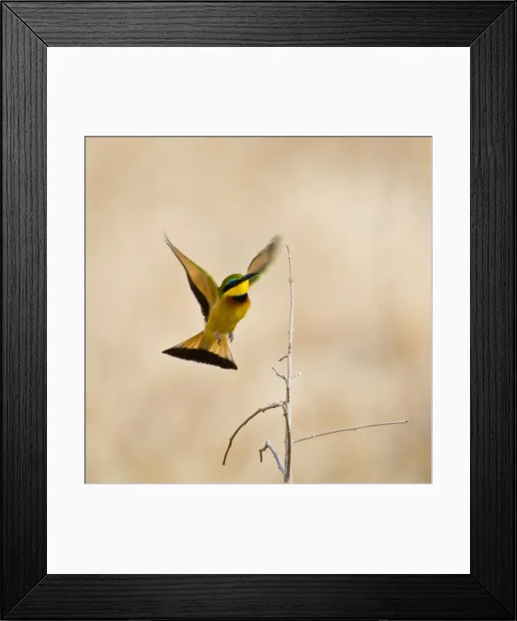 Framed Print : DDE-90022554