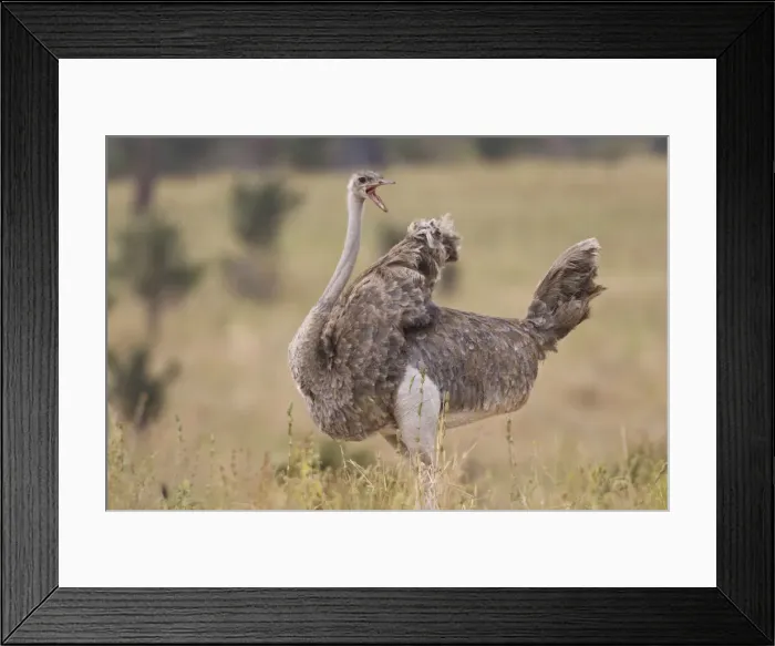 Framed Print : DDE-90022553 Framed Print : DDE-90022553