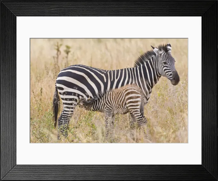 Framed Print : DDE-90022556 Framed Print : DDE-90022556