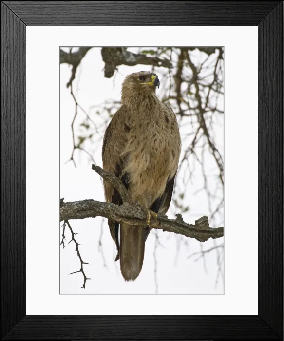 Framed Print : DDE-90022557 Framed Print : DDE-90022557