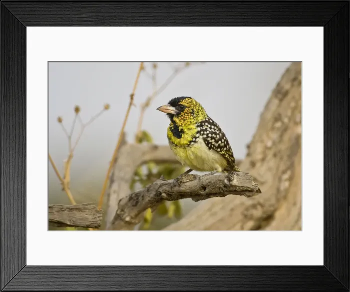 Framed Print : DDE-90022555 Framed Print : DDE-90022555