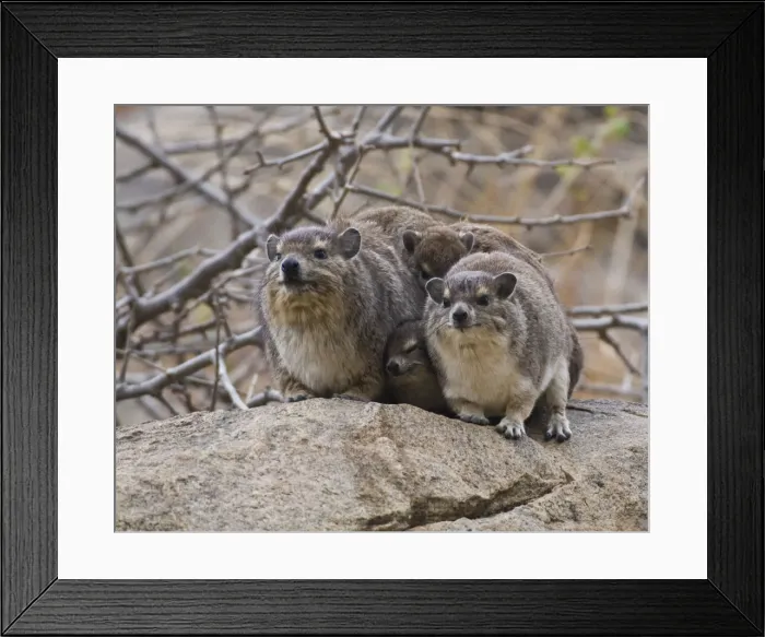 Framed Print : DDE-90022561 Framed Print : DDE-90022561