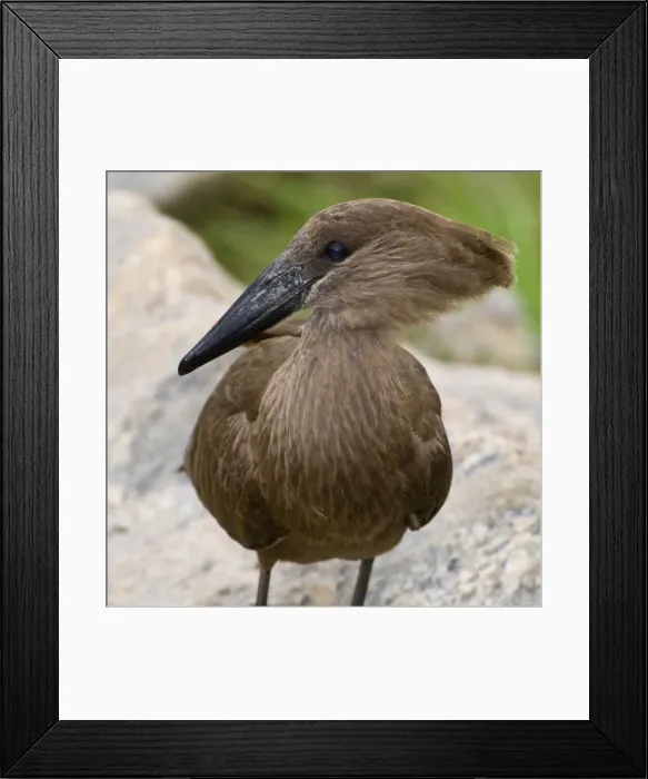 Framed Print : DDE-90022560 Framed Print : DDE-90022560