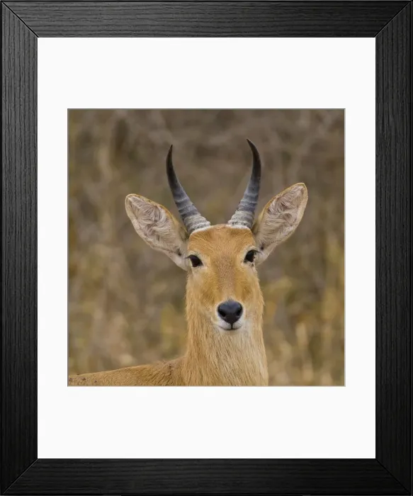 Framed Print : DDE-90022562 Framed Print : DDE-90022562