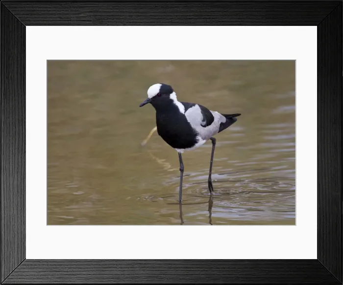 Framed Print : DDE-90022564 Framed Print : DDE-90022564