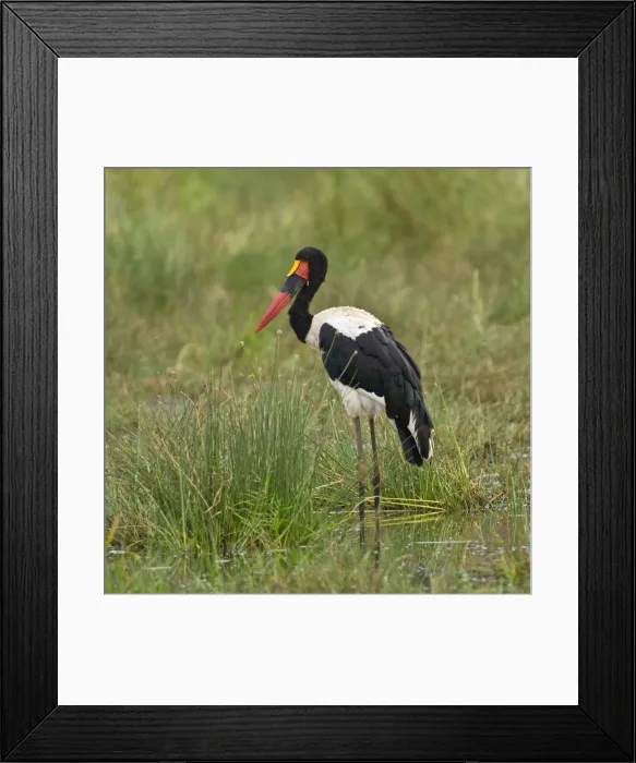 Framed Print : DDE-90022563 Framed Print : DDE-90022563