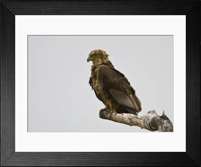 Framed Print : DDE-90022565 Framed Print : DDE-90022565