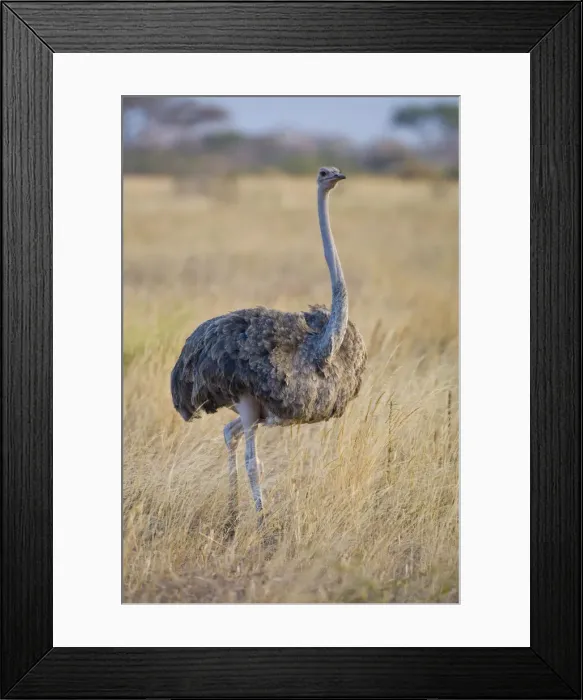 Framed Print : DDE-90022566 Framed Print : DDE-90022566
