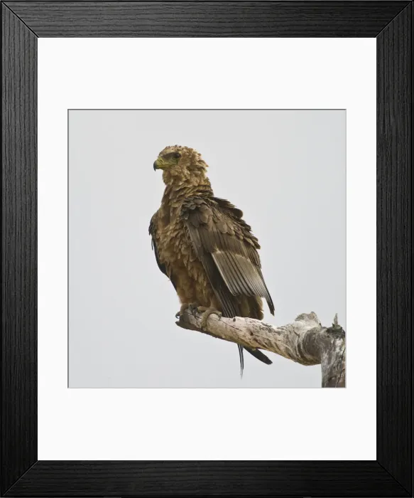 Framed Print : DDE-90022568 Framed Print : DDE-90022568