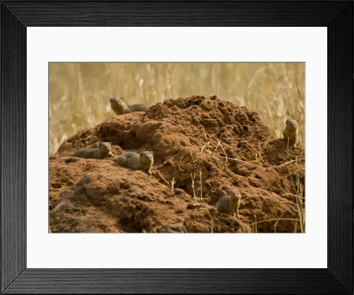 Framed Print : DDE-90022569 Framed Print : DDE-90022569
