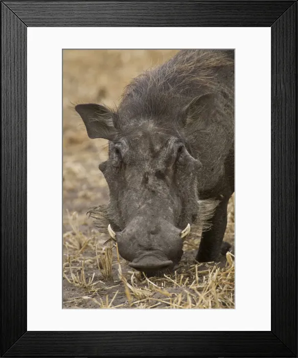 Framed Print : DDE-90022570 Framed Print : DDE-90022570