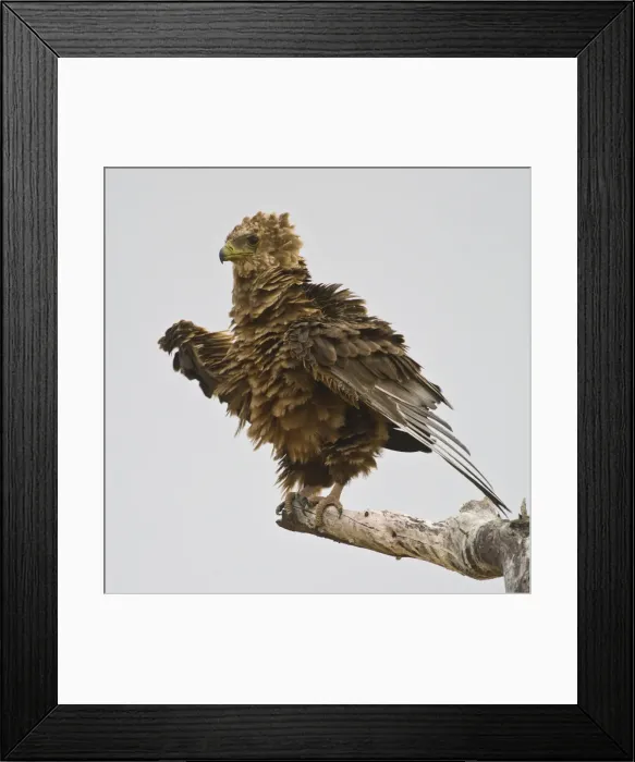 Framed Print : DDE-90022567