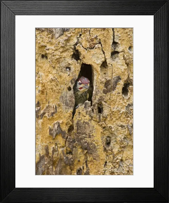 Framed Print : DDE-90022572 Framed Print : DDE-90022572