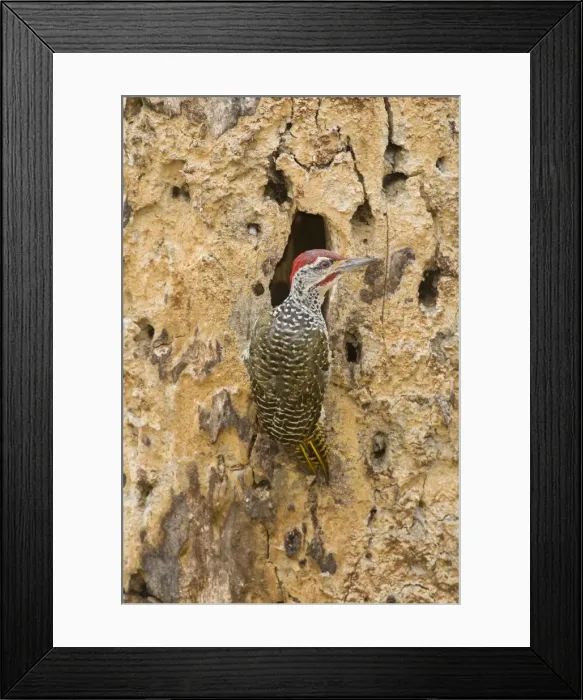 Framed Print : DDE-90022573 Framed Print : DDE-90022573